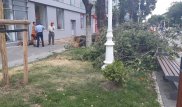 Карагачи незаконно срубили на Арбате в Алматы