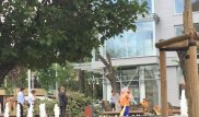Полицейские задержали виновных в спиле карагачей на Арбате в Алматы