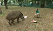 Тапир Мартин из алматинского зоопарка предсказал исход финала ЧМ-2018