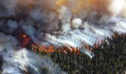 20 человек сгорело в сильном лесном пожаре в Греции