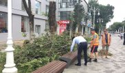 50 деревьев за одно срубленное: новый штраф предложили в Алматы