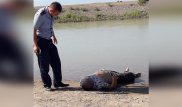 Тело мужчины с огнестрельным ранением в грудь нашли в селе Малыбай