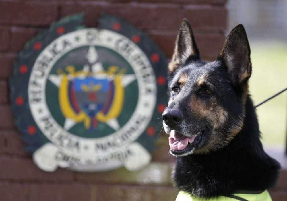 Наркобарон объявил вознаграждение в 70 тысяч долларов за голову собаки с идеальным нюхом