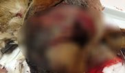 Монах изрезал собаку ножом на глазах у ребенка