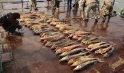 За два года у браконьеров в Атырауской области было изъято более 600 транспортных средств