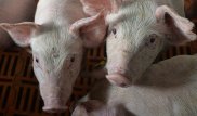 В Китае тысячами уничтожают свиней из-за вспышки чумы