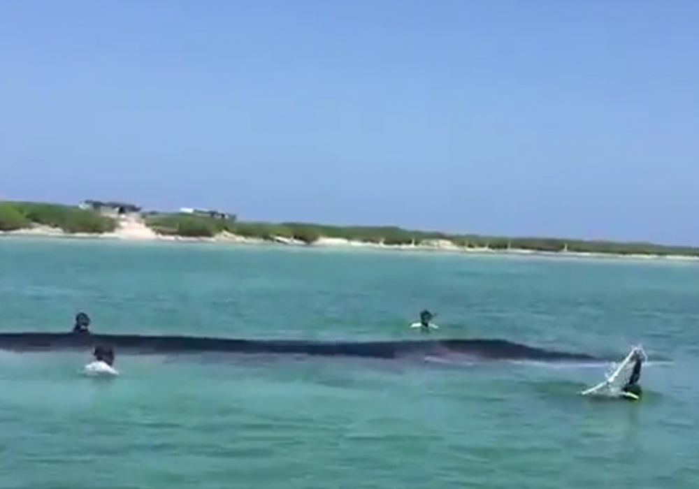 Кадр из видео Beached whale near Mexican coast successfully returned to sea / Youtube