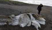 Неизвестное существо выбросило на берег Камчатки