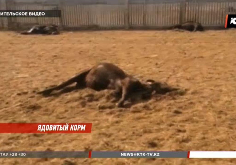 Ядовитый сорняк убил более 120 коров в Актюбинской области