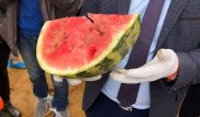 В Астану завезли арбузы, зараженные дынной мухой