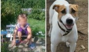 Собака прогрызла намордник и спасла 11-летнюю школьницу от изнасилования