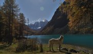 В России выводят единственную в мире "туристическую" породу лошадей