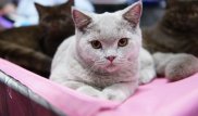 Россиянин продает кота-экстрасенса за пять миллионов рублей