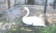 История лебединой верности поразила казахстанцев