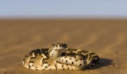 На пляжах Таиланда появились ядовитые змеи