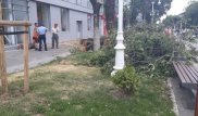 За срубленное дерево сажать 50. Новые правила утвердил маслихат Алматы