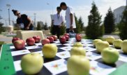 "Яблочные шашки" и "алмабол". В Алматы отмечают День города