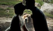 "Отвергнутый возлюбленный". Реакция медведя на поцелуй новобрачных развеселила Интернет