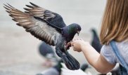 Кормление голубей в Бангкоке может обернуться штрафом или тюрьмой