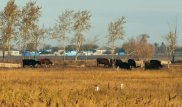 Подозрение на сибирскую язву: в ВКО выясняют причины гибели скота