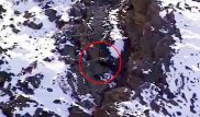 Падение снежного барса со 120-метровой высоты попало на видео