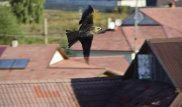Хищная птица ворует шапки с голов костанайцев
