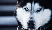 Почему у хаски "ледяные" голубые глаза, выяснили ученые