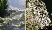Гибель рыбы в реке Карагандинской области: химикаты обнаружили в воде