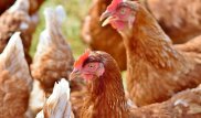 Запрет на казахстанских кур и яйца в Кыргызстане удивил Минсельхоз