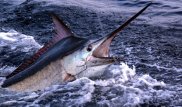 Двухметровая рыба потопила лодку в Южно-Китайском море