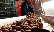 Рекордный урожай картофеля собрали в одном из районов Алматинской области