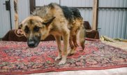 Казахстанцы просят правительство защитить бездомных животных