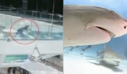 Китаянка упала в бассейн с голодными акулами