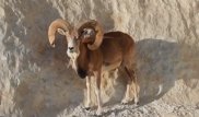 Краснокнижного муфлона удалось снять на видео в Мангистау