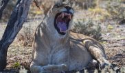 Львица 8 лет прожила с самцом и внезапно убила его