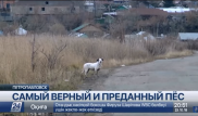 В Петропавловске появился свой Хатико