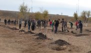 10 тысяч деревьев за день высадили в Актобе
