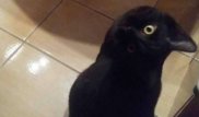 Оптическая иллюзия с котом озадачила пользователей Сети