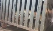 Убита "необыкновенно умная" тигрица-людоед
