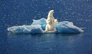 Белые медведи вынуждены охотиться на мышей из-за отсутствия льда