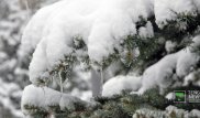 Четыре сантиметра снега выпало в Алматы