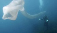 Дайверы сняли на видео загадочного монстра в Новой Зеландии