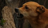 177 тысяч казахстанцев пострадали от нападений собак