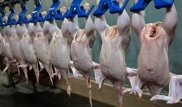 Курицу из России и Беларуси изымают из продажи в Казахстане