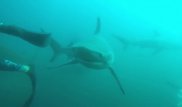 Нападение акулы на подводного охотника сняли на видео