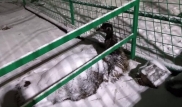 Фото страуса под снегом объяснили в парке "Кок-Тобе"