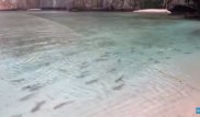 Акулы оккупировали знаменитый пляж в Таиланде