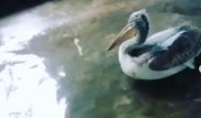 Спасенного в Костанае огромного пеликана приютили в Алматинском зоопарке