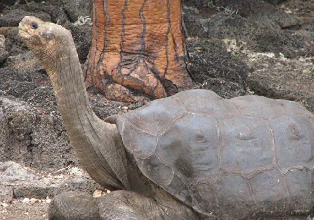 Расшифрован геном последней гигантской черепахи Галапагоса