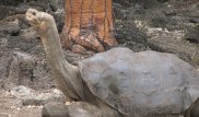 Расшифрован геном последней гигантской черепахи Галапагоса